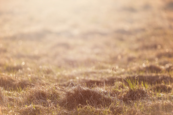 Пасовище сухої трави на заході сонця сонячне світло
 - Фото, зображення