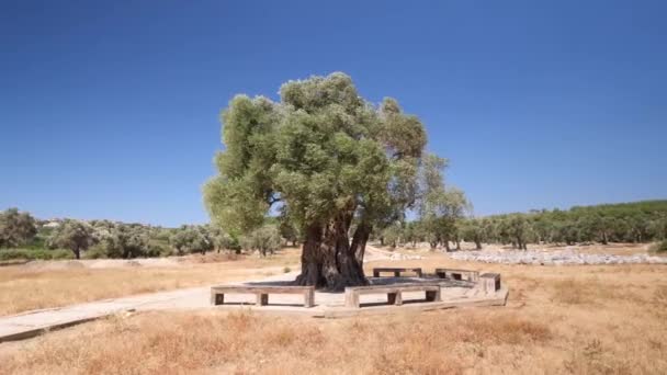 オリーブガーデンのオリーブの木の空中ビュー. 高品質の4k映像 - 映像、動画