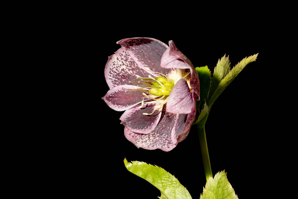 beautiful bright  hellebore  flower,  close up - Photo, Image