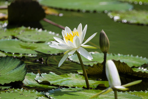 Close up widok na parę białych lilii wodnych w blomm pływających na jeziorze - Zdjęcie, obraz