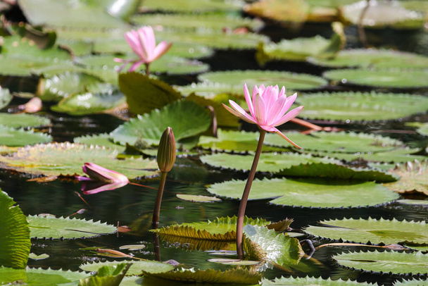 Close up view of couple of pink waterlily in blomm floating on the lake - Photo, Image
