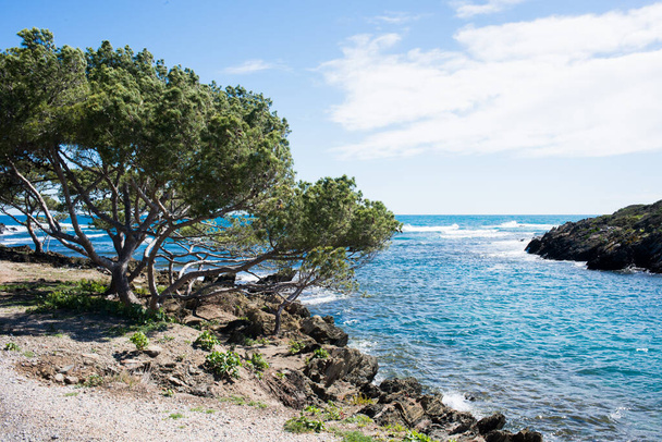 Prachtig landschap in Cadaques, Gerona. Middellandse Zee en dennenboom - Foto, afbeelding