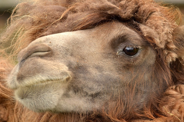 Head of the camel with open mouse and eyes - Foto, Imagem