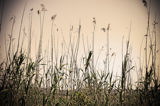 cañas por orilla del lago en Cerdeña
 - Foto, Imagen