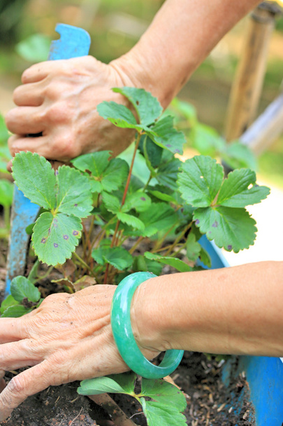 Women wear jade bracelets planting strawberry seedlings. - Fotoğraf, Görsel