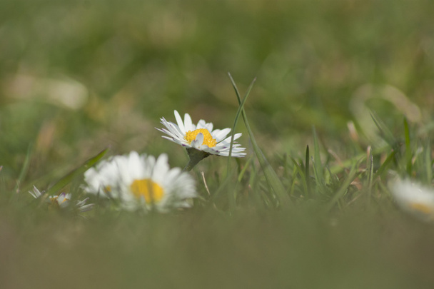 Daisy meadow - Photo, Image
