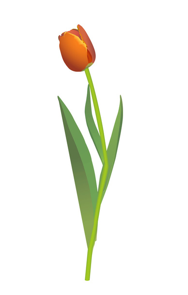 tulip vector illustration - Vector, afbeelding