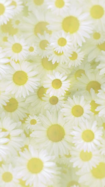Verticale video - mooie Springtime motion achtergrond animatie met zachtjes bewegende witte en gele madeliefje bloemen in volle bloei. - Video