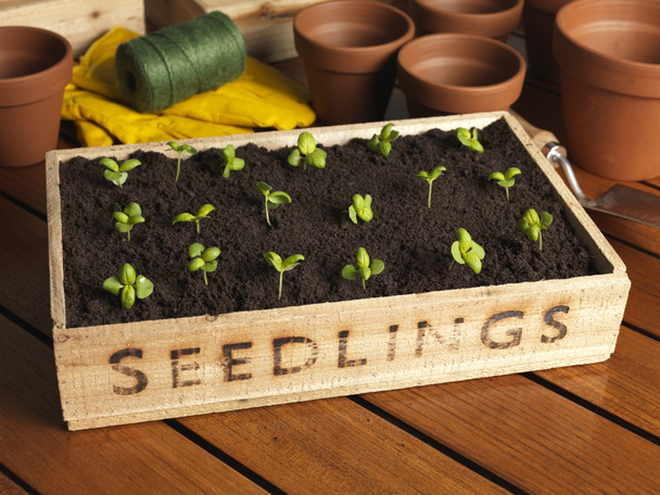 Seedling Tray - Photo, Image