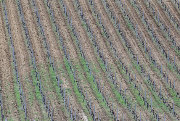 Több sor fiatal szőlő egy szőlőültetvény bortermelés napsütéses tavaszi időjárás. Panoráma fénykép szőlőskerti ültetvényről, sekély mélységélességgel a méretarányhoz. - Fotó, kép
