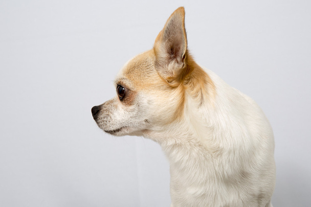 Chihuahua - Foto, Bild