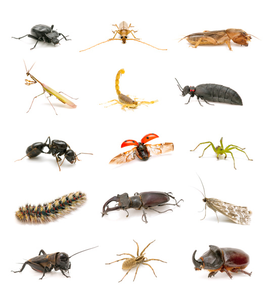 insect collectie geïsoleerd op witte achtergrond - Foto, afbeelding