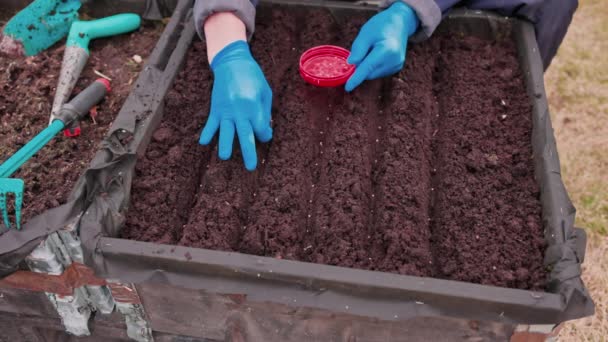 Close-up van mannelijke handen in rubberen handschoenen die in het vroege voorjaar radijszaad planten in een tuinbed. Zweden. - Video