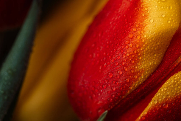 Фон цветного букета тюльпанов в каплях воды крупным планом. - Фото, изображение
