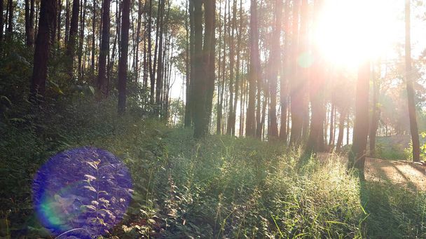 Nature forêt vert arbre magique rayon de soleil lumière dans les bois. Beaux rayons de soleil dans une forêt verdoyante tranquille. Sumbeam à travers la lumière du rayon à l'extérieur du parc. Naturel Fond flou heure d "été. - Photo, image