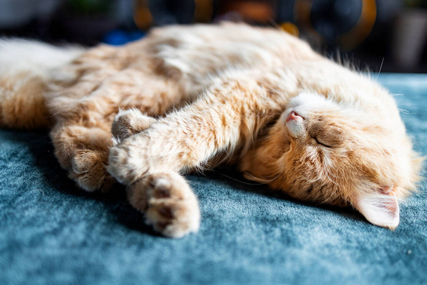 Adorable ginger kitten purebred straight lying on back, top view, on a blue background. Flat Lay fat cat well-eat and relax on bed at home - Photo, Image