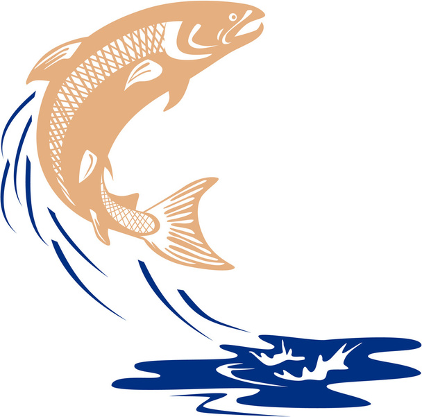 Atlantic Salmon Fish Jumping Water Isolated - Vector, Image