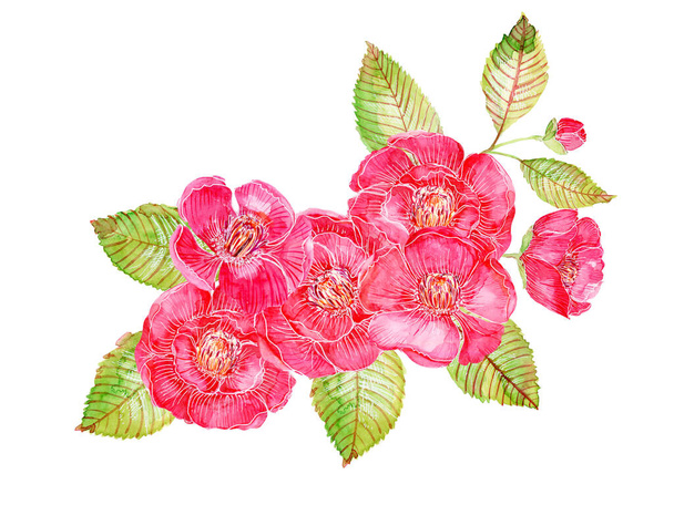Acquerello rosa rosso dolce Camelia giappone fiore isolato cornice bordo su sfondo bianco per carta da parati invito pittura a mano - Foto, immagini