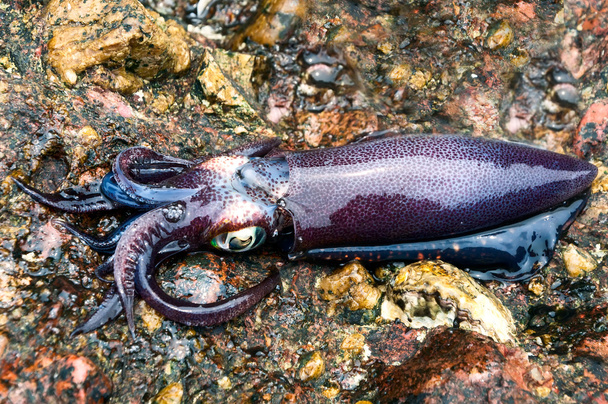 calamario
 - Foto, Imagen