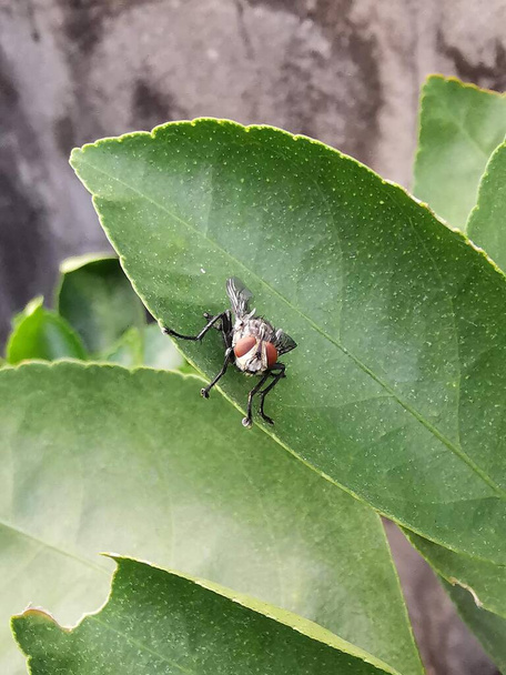 Bulanık arkaplanı olan bir yaprağın üzerindeki sineğin fotoğrafı.. - Fotoğraf, Görsel