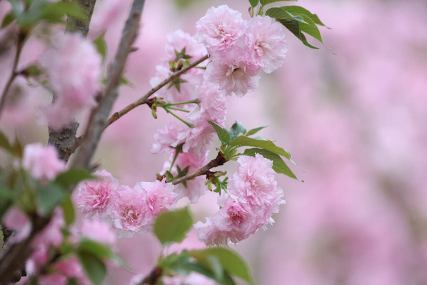 virágos cseresznyefélék rózsaszín virágokkal az ágon - Fotó, kép