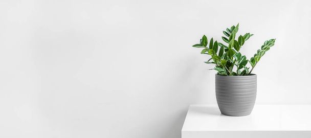 Zamioculcas, or zamiifolia zz plant in a gray ceramic pot on a white background, home gardening and minimal home decor concept banner with copy space - Photo, Image