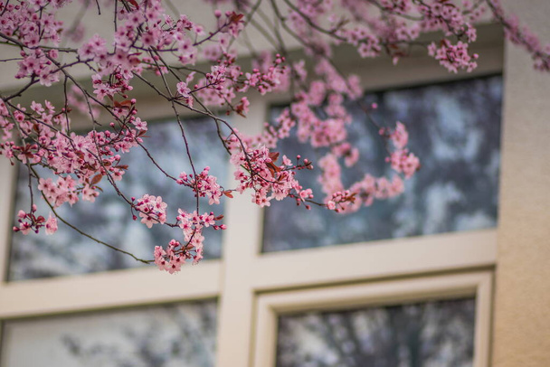 Branches of cherry blossoms on a sunny day with building on background. Blooming delicate pink flowers in early spring Blut-Pflaume. Prunus cerasifera 'Nigra', Familie: Rosaceae. - Photo, Image