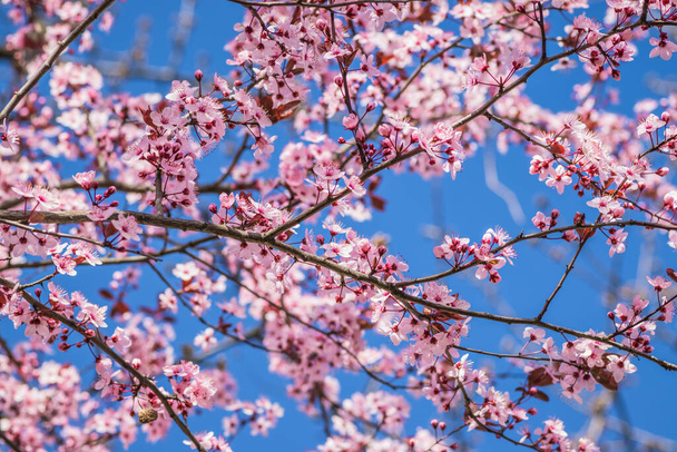 Branches of cherry blossoms on a sunny day with blue sky on background. Blooming delicate pink flowers in early spring Blut-Pflaume. Prunus cerasifera 'Nigra', Familie: Rosaceae. - Photo, Image