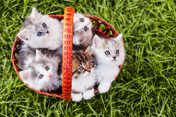 Kittens in the basket - Photo, image