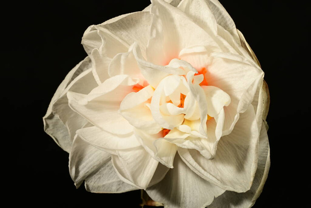 bela flor de narciso primavera, close-up - Foto, Imagem