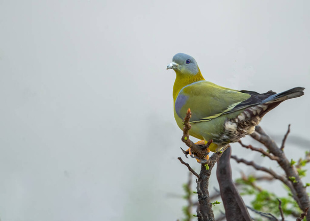 Желтоногий зеленый голубь, оглядываясь назад - Фото, изображение