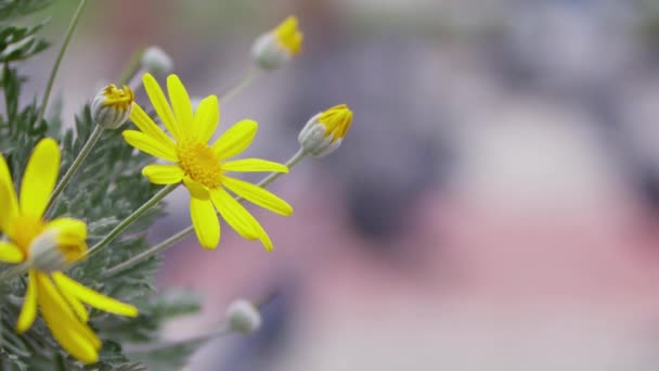 Sárga Daisy Virágok és Állati Madár Galamb - Felvétel, videó