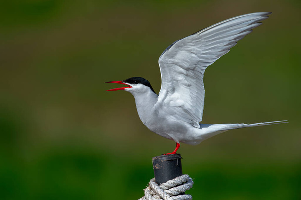 The Arctic tern (Sterna paradisaea), a graceful migratory bird, has the longest route from the Arctic to Antarctica. - Photo, Image