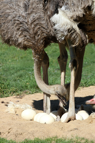 ostrichs en eieren - Foto, afbeelding