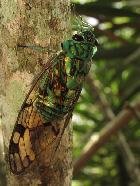 Zammara, ağustos böcekleri familyasından Hemipteramara cinsi bir ağustos böceği cinsidir. - Fotoğraf, Görsel