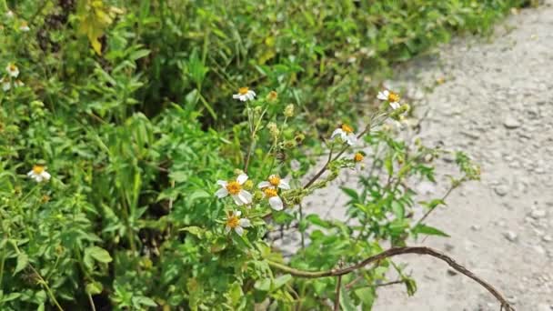 cluster of tiny white Biden albra petal flowers in the wild. - Footage, Video