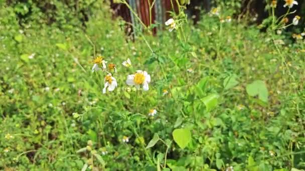 cluster of tiny white Biden albra petal flowers in the wild. - Footage, Video