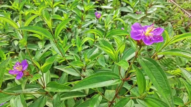 hoge bossige wilde paarse melastomataceae plant in het veld. - Video