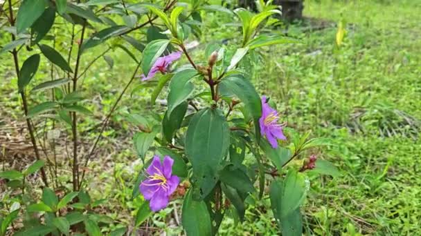 alto cespuglio selvatico viola melastomataceae pianta nel campo. - Filmati, video