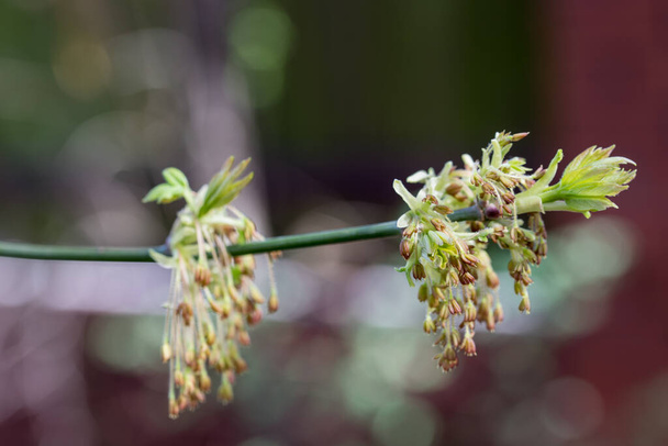 acer negundo lente bloemen close-up selectieve focus - Foto, afbeelding