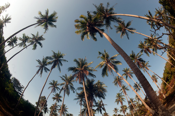 Coconut palm trees perspective view. - Zdjęcie, obraz