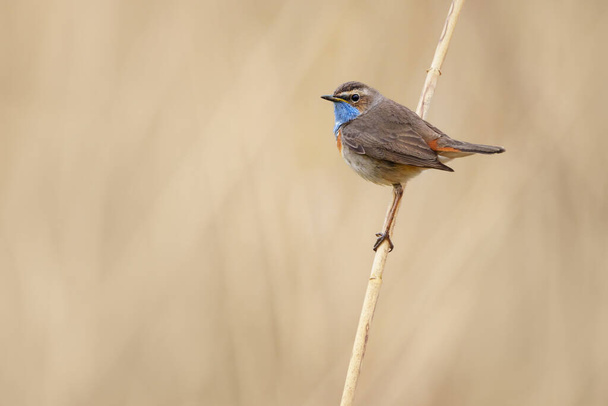 The bluethroat is a small passerine bird that was formerly classed as a member of the thrush family Turdidae - Photo, Image