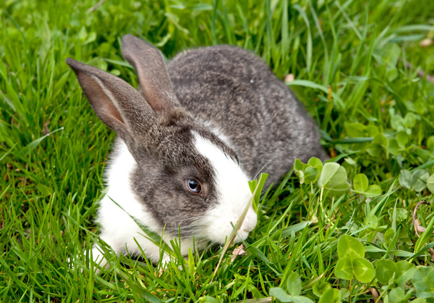little rabbit - Фото, зображення