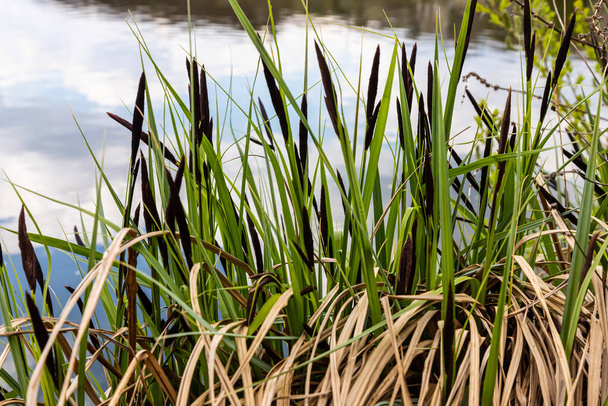 Carex acuta - росте на берегах річок і озер у Палеарктичних земних екорегіонах в клумбах вологої, лужної або трохи кислотної депресії з мінеральним ґрунтом.. - Фото, зображення