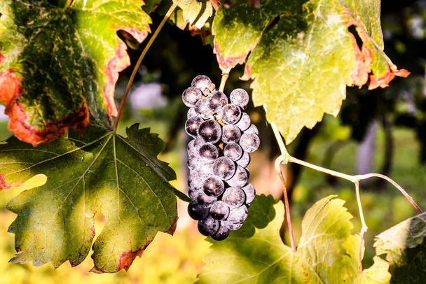 美しいブドウ果実のブドウ畑の写真ワインを生産する準備ができている - 写真・画像