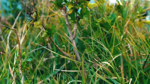 Żywa zielona trawa i liście z wybiórczym naciskiem, idealne na naturalne tła w godzinach porannych - Materiał filmowy, wideo
