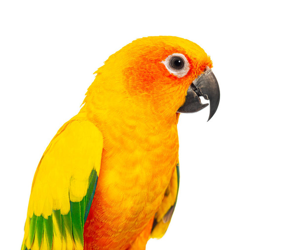 Крупним планом Головний знімок барвистого папуга сонячного кольору, Aratinga solstitialis, на чисто білому тлі - Фото, зображення