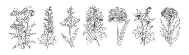 Set van wilde bloemen lijn kunst vector botanische illustraties. Echinacea, verbena, limonium, bluebells, columbine met de hand getekend zwarte inkt schets collectie. Modern design voor logo, tatoeage, muurkunst. - Vector, afbeelding