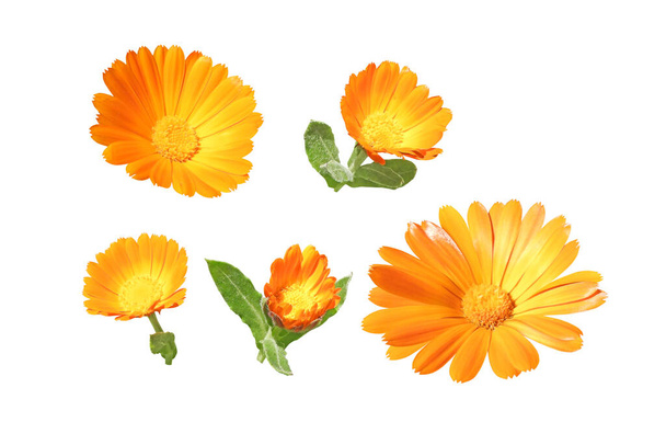 Calendula officinalis flores y brotes de color naranja brillante conjunto aislado en blanco. Caléndula planta medicinal con flores.  - Foto, imagen