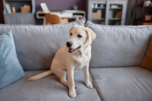 Full length portrait of white labrador puppy sitting on sofa in home interior, copy space - Photo, Image